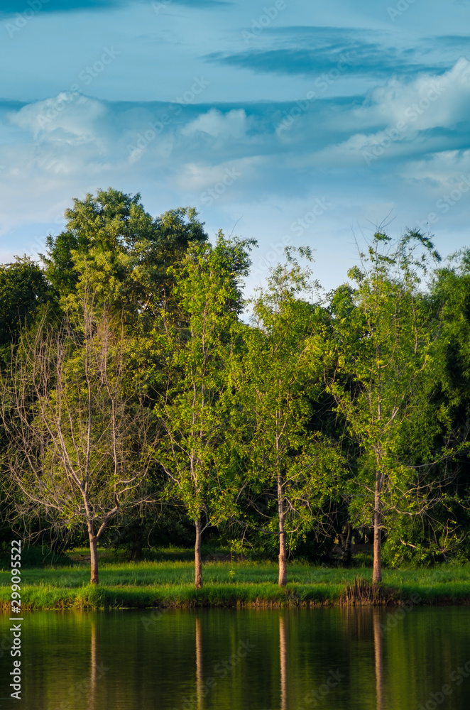 Fototapeta premium Lake in summer view