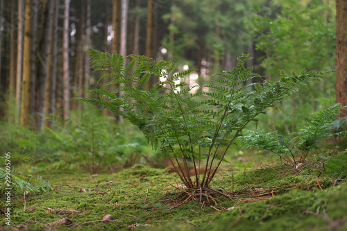 Green Ferns in the forest in the season autumn photo