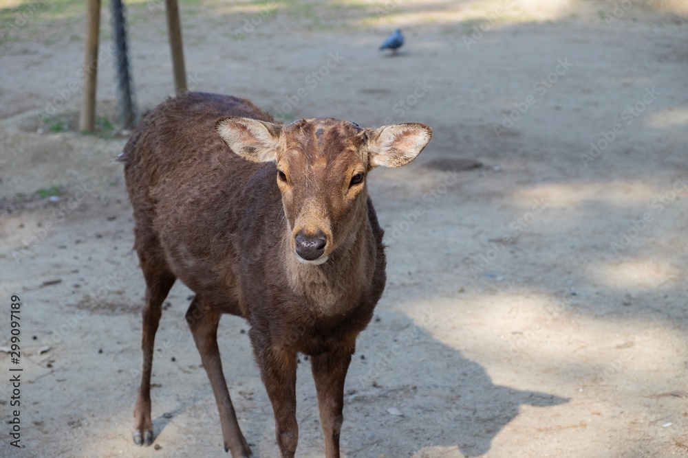 Small deer in Nara park, Kyoto Japan Small deer in Nara park, Kyoto Japan
