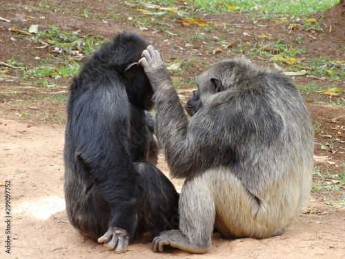 chimpanzees