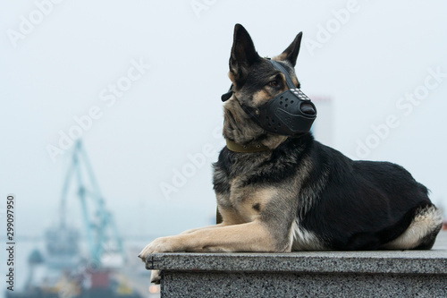 War-dog German Shepherd Outdoors photo