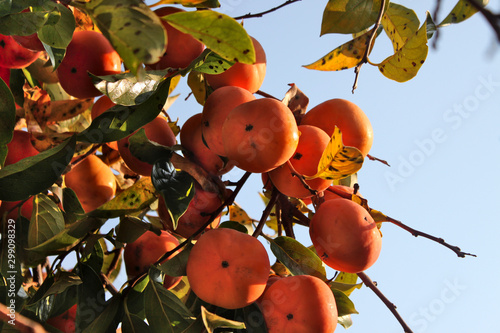 Ripe persimmons on a tree branch against the sky