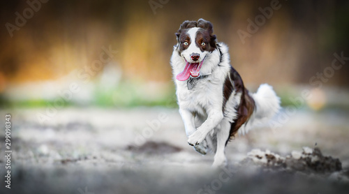 Fototapeta Naklejka Na Ścianę i Meble -  Border collie happy dog jump in high speed on grass. Dogs wide banner or panorama, copy space.