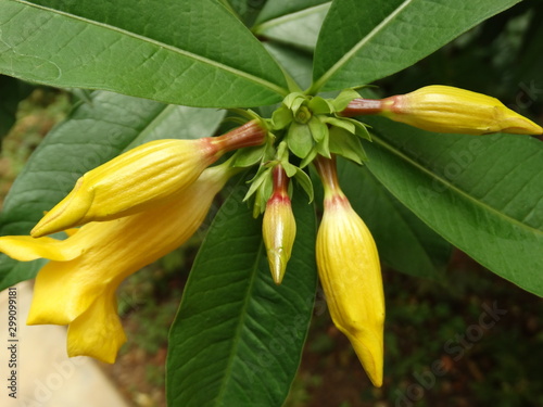 lily with yellow buds about to bloom