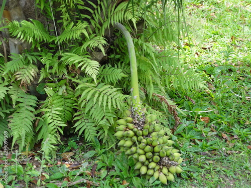 ornamental coconut tree with many green coconuts