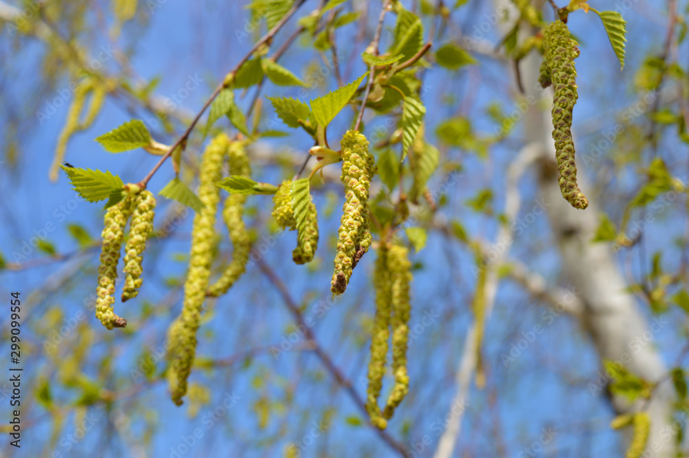 Fototapeta premium sprigs of birch on the background of blue sky