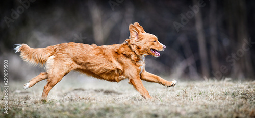 Photography Nova Scotia Duck Tolling Retriever, Fast speed dog run side view