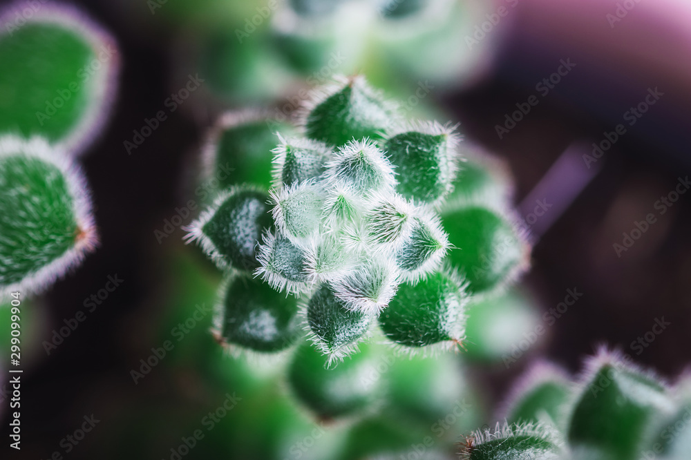 Φωτογραφία Close up portrait of two type of Echeveria Succulent in a pot