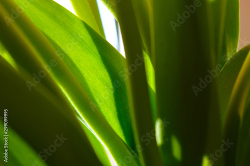 Abstract background of green leaves of tulips