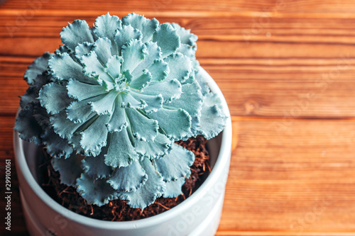 Close up portrait of Echeveria shaviana succulent in a pot. Stylish and simple plants for modern desk photo