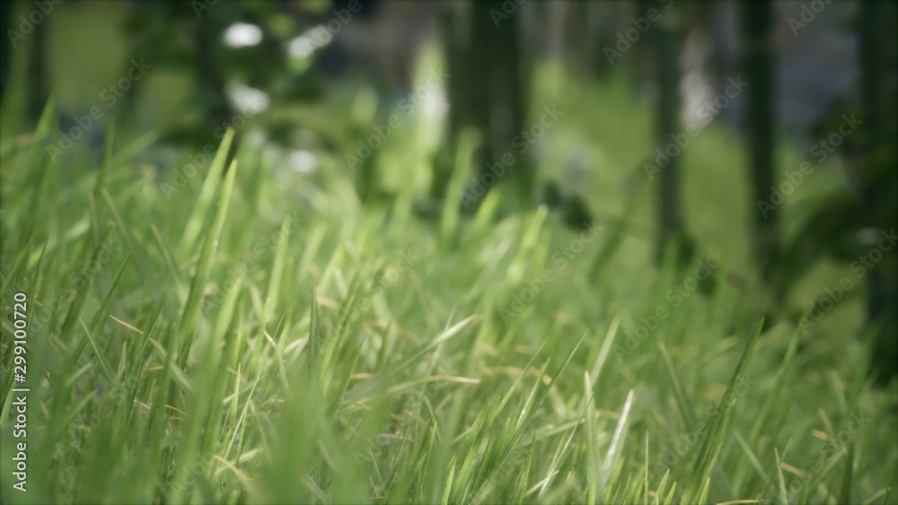 8K Bright spring grass field with sunlight