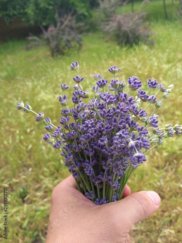 lavender flowers in hands