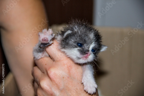 little black and white kitten in hands