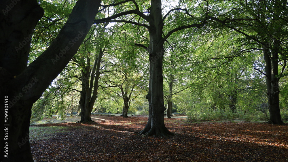 Thetford Forest Park and Beech Trees with Warm Autumn Sun Penetrating Tree Crowns Thetford Forest Park and Beech Trees with Warm Autumn Sun Penetrating Tree Crowns