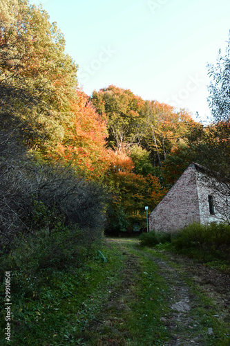 Forest in beautiful autumn colors at sunset.