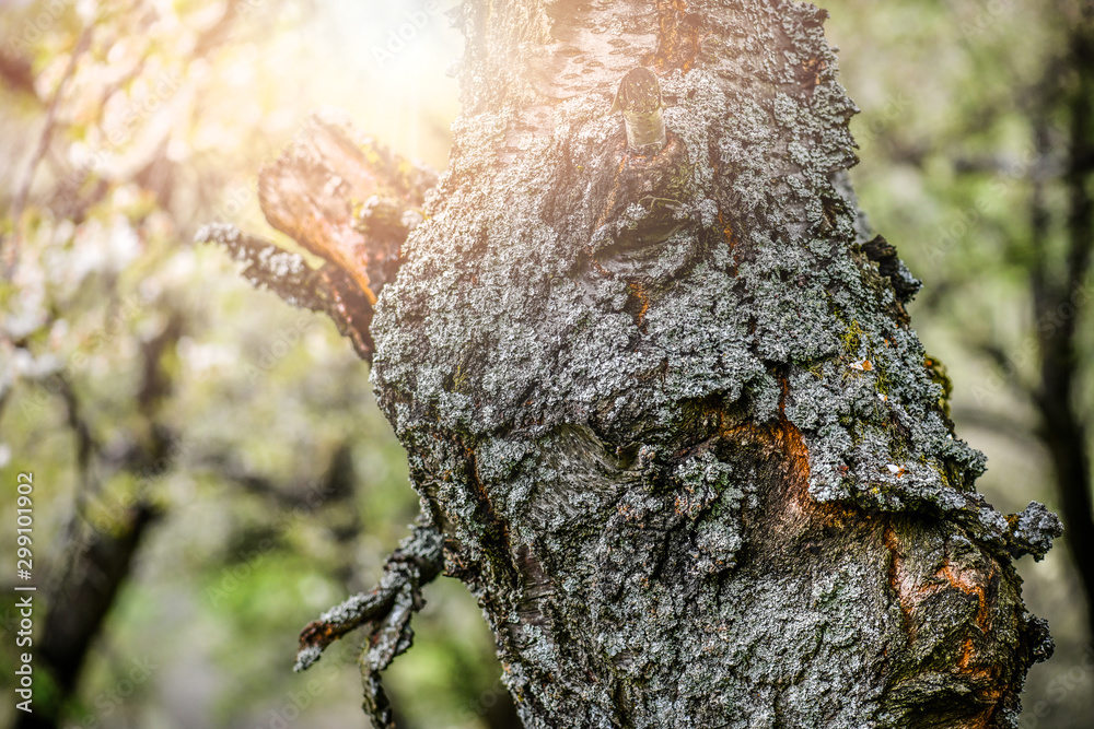 Fototapeta premium Very old cherry tree bark detail with spring back light.