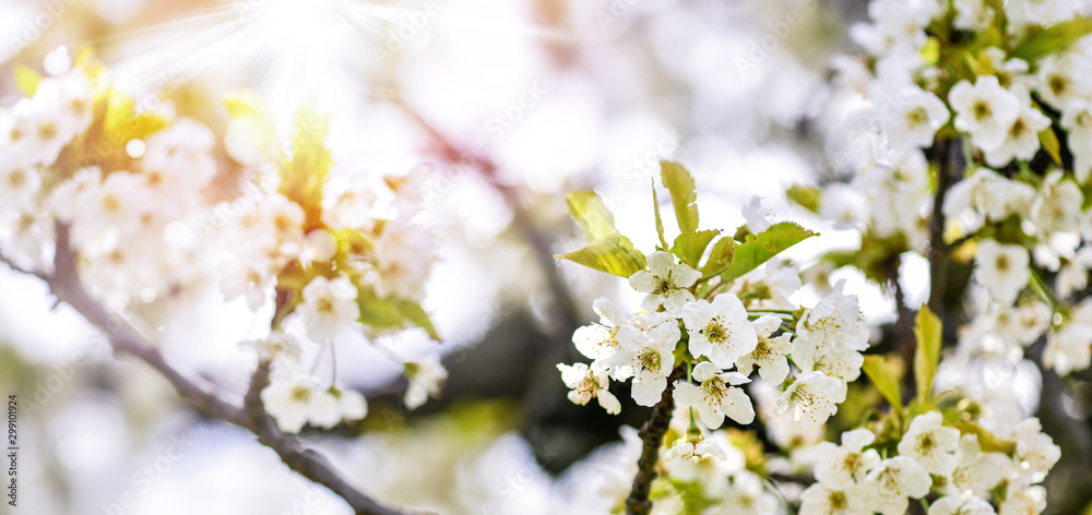 Spring Cherry blossoms, pink and white flowers on fruit tree. Spring Cherry blossoms, pink and white flowers on fruit tree.