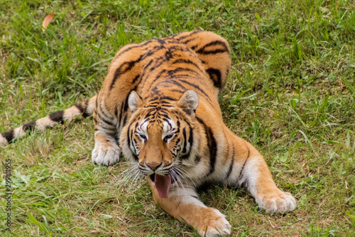 a bengal tiger in a green meadow