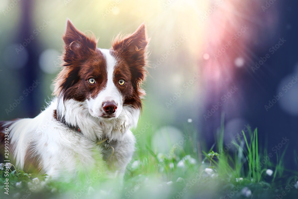 Foto Stock Border collie dog head detail in amazing magic forest. Beautiful  brown white dogs looking portrait. | Adobe Stock