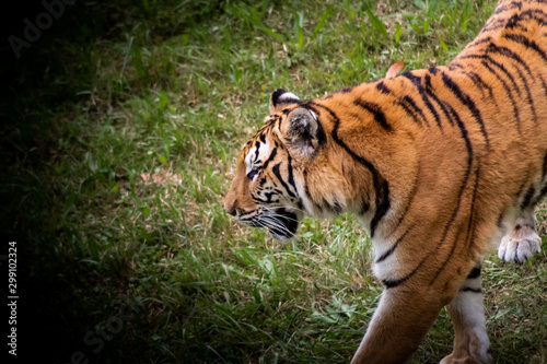 Fototapeta Naklejka Na Ścianę i Meble -  a bengal tiger in a green meadow