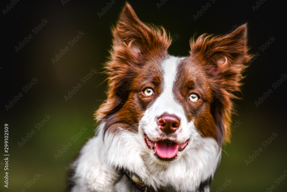Border collie dog portrait detail. Brown white dogs head close up.