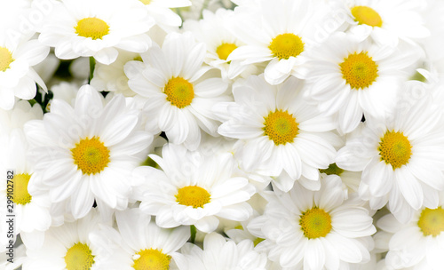 Natural background with blossoming daisies or white flowers pattern top view.