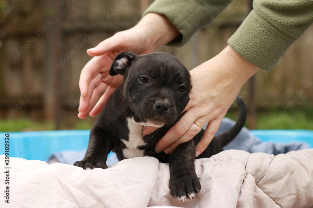cute young 6 week old Staffordshire terrior pups playing in their family backyard, being posed and held by it's owner, having fun with their siblings. cute young 6 week old Staffordshire terrior pups playing in their family backyard, being posed and held by it's owner, having fun with their siblings.