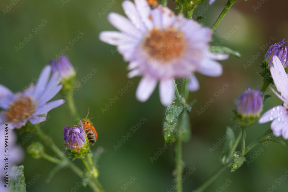 Purple flowers have water droplets on the petals in the morning after rain with a green background. Purple flowers have water droplets on the petals in the morning after rain with a green background.