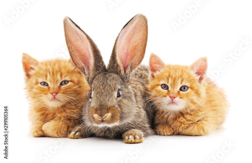 Foto Red kittens and bunny.
