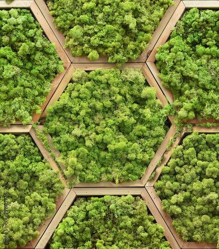 Seamless texture of floral moss modules in hexagon wooden frames. Wroclaw. Poland. #299105926