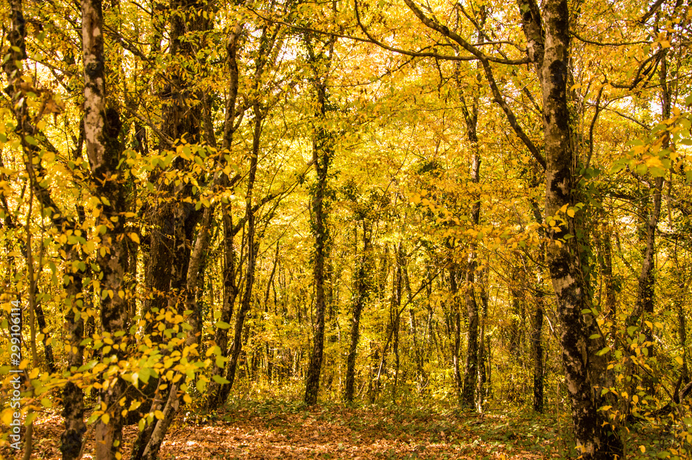 autumn in the park