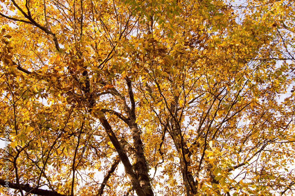 yellow tree in autumn yellow tree in autumn
