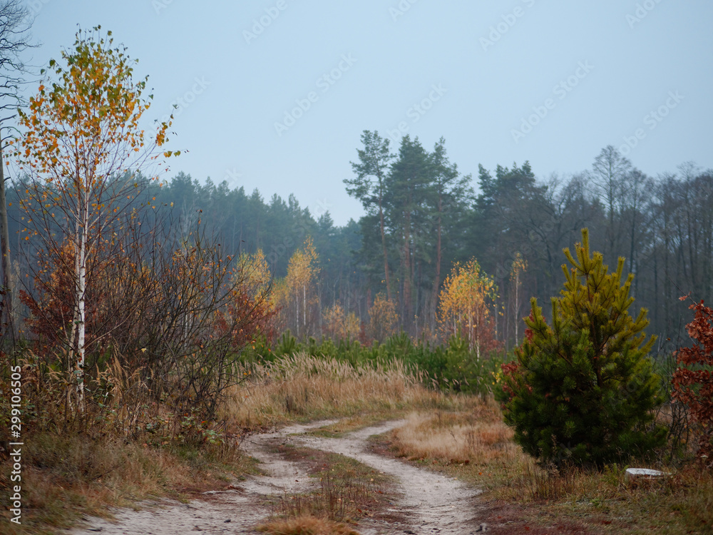 forest country road curve cloudy golden autumn