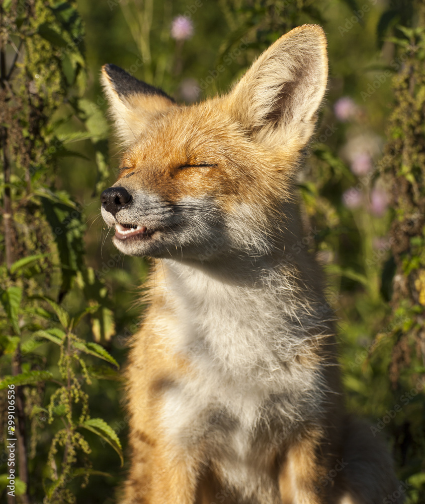 Fototapeta premium my friend the Fox