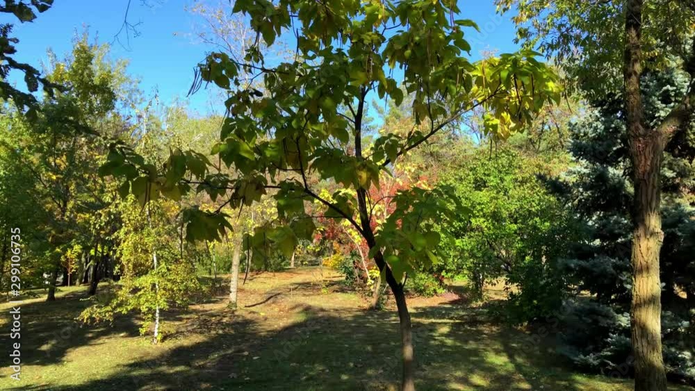 Park, trees, grass, walk, forest, lawn, pacification, rest, relax. Park, trees, grass, walk, forest, lawn, pacification, rest, relax.