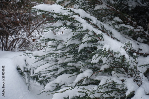 Thick layer of snow covering branches of juniper in winter photo