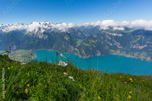 Fotografie flowering meadow with Uri mountains and lake Uri with blue sky
