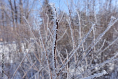 Upright twig covered with hoar frost against blue sky in winter