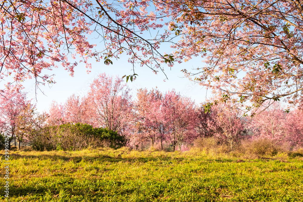 The field of blossoming pink Wild Himalayan cherry flowers (Thailand's sakura or Prunus cerasoides), known as Nang Phaya Sua Khrong in Thai at Phu Lom Lo mountain, Loei, Thailand. The field of blossoming pink Wild Himalayan cherry flowers (Thailand's sakura or Prunus cerasoides), known as Nang Phaya Sua Khrong in Thai at Phu Lom Lo mountain, Loei, Thailand.