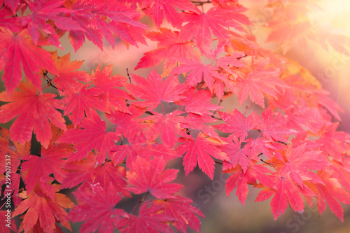maple Leaves in autumn, abstract for backgrounds or copy space for text