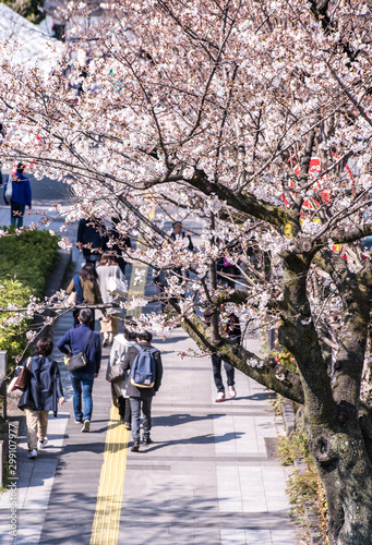 CHIYODA, TOKYO PREFECTURE, JAPAN - March 27, 2019: Visitors enjoying the scenario surrounded by Chidori-ga-fuchi Moat's cherry blossoms (sakura) on a rental boat ride. © yaophotograph