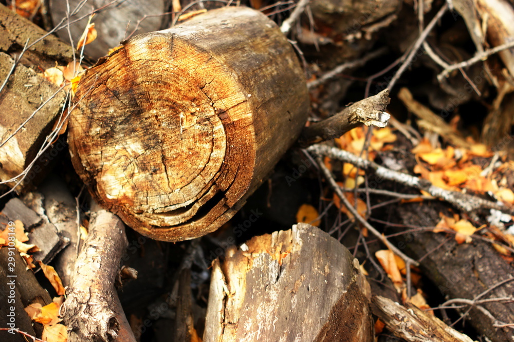 Fototapeta premium Close up of tree trunk in forest