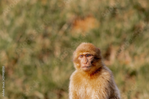 Gibraltar monkey in a forest of Spain