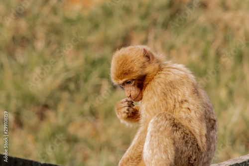 Gibraltar monkey in a forest of Spain