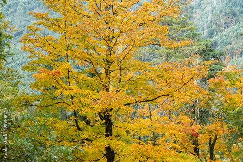 Maple trees with autumnal deciduous foliage
