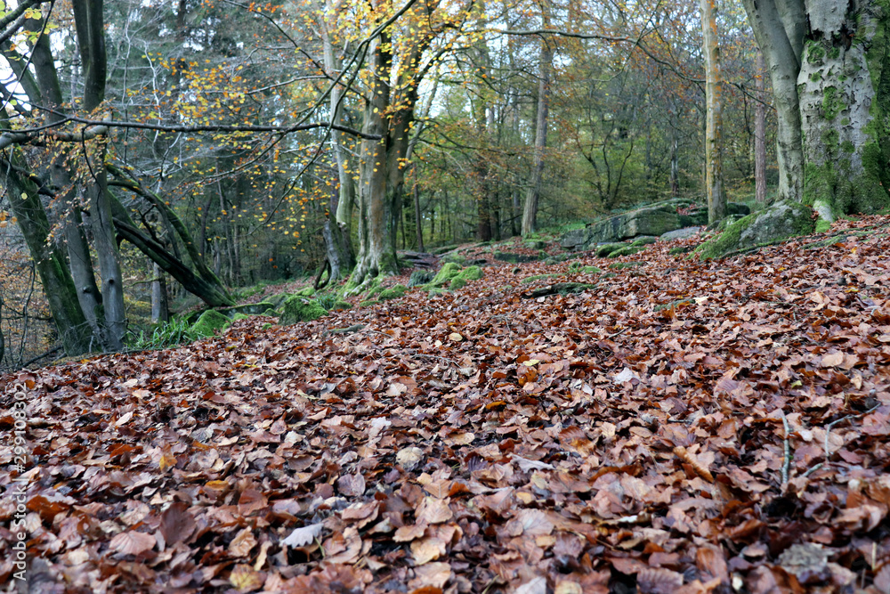 autumn in the forest autumn in the forest