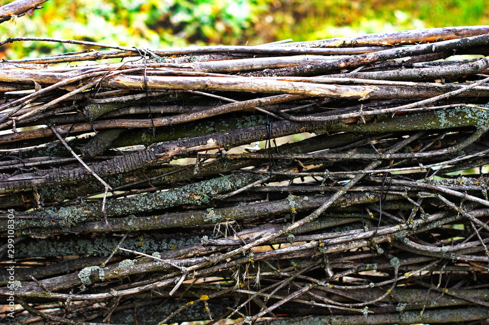 Close up of tree trunk in forest Close up of tree trunk in forest