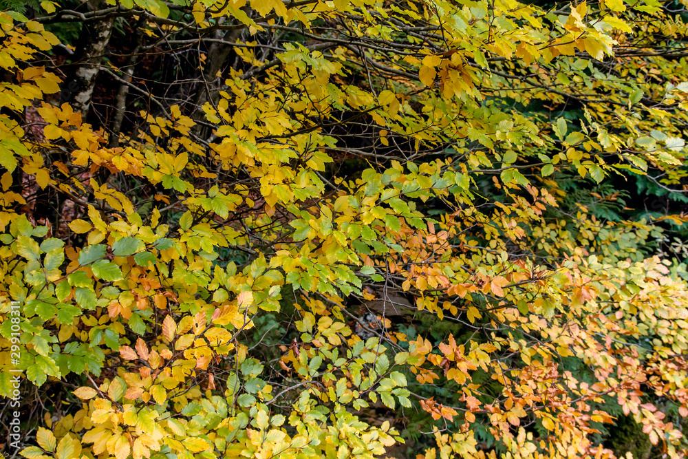 Beech trees colorful autumnal foliage Beech trees colorful autumnal foliage