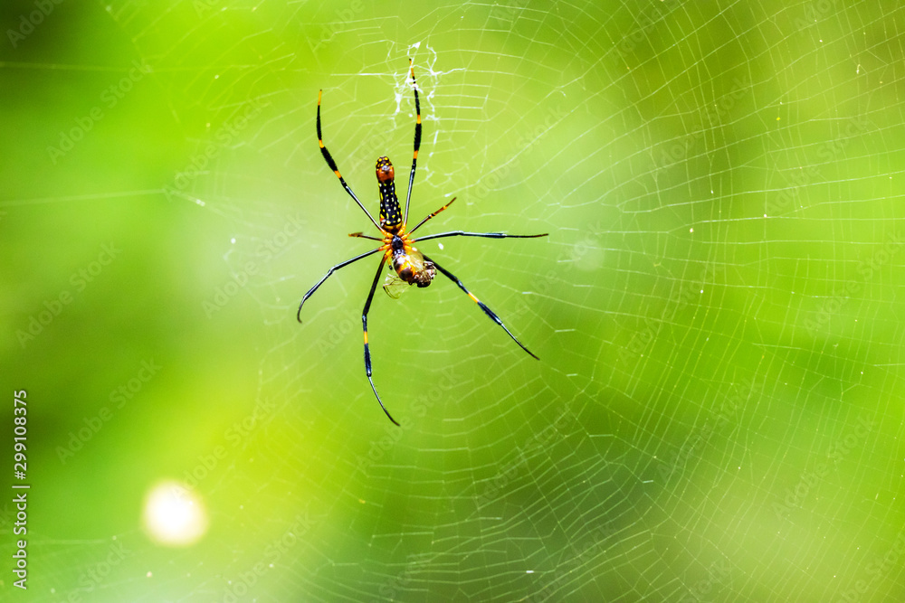 Spider spin a web for catching its victims. Predator of small insects on food chain. Spider spin a web for catching its victims. Predator of small insects on food chain.