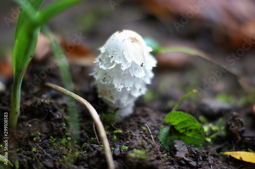 Young mushrooms - toadstools, fly agarics poisonous mushroom